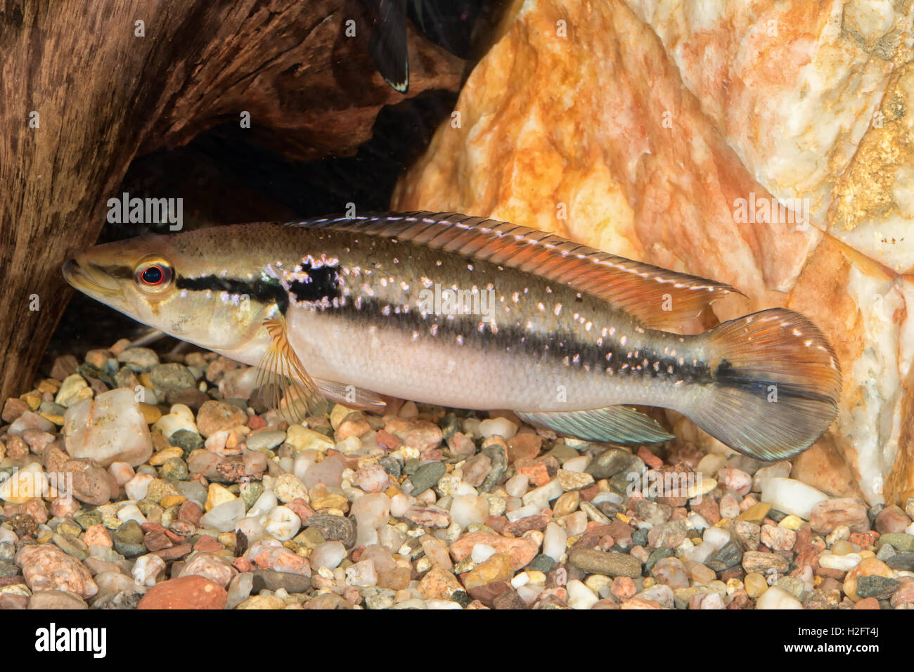 Portrait of freshwater cichlid fish (Crenicichla saxatilis) in aquarium Stock Photo