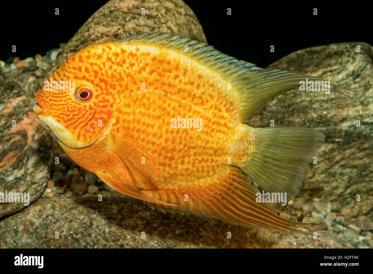 Portrait of freshwater cichlid fish (Heros severus) in aquarium Stock Photo