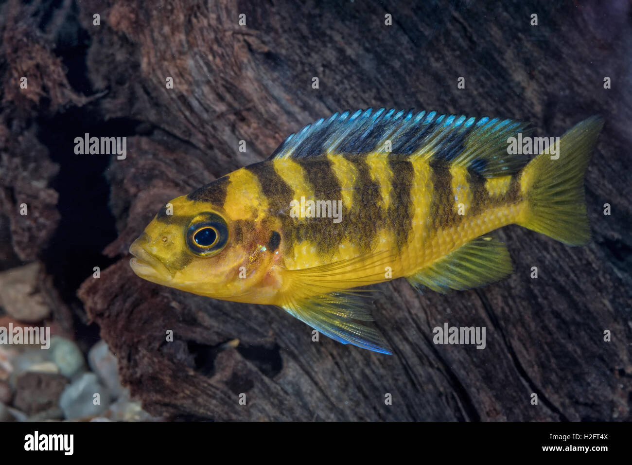Portrait of freshwater cichlid fish (Pseudotropheus crabro) in aquarium Stock Photo