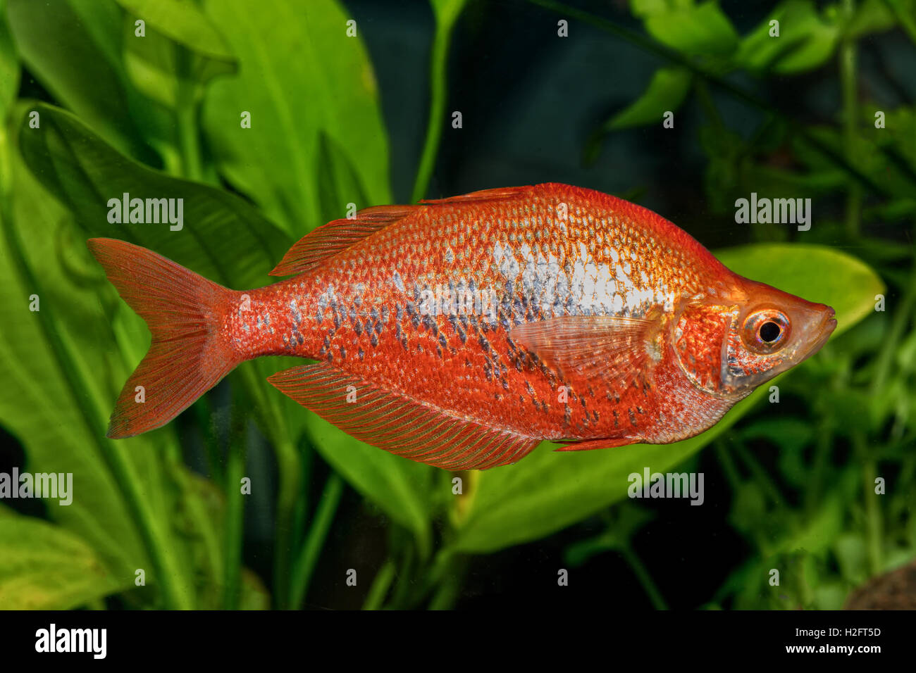 Portrait of freshwater rainbow fish (Glossolepis incisus) in aquarium Stock Photo