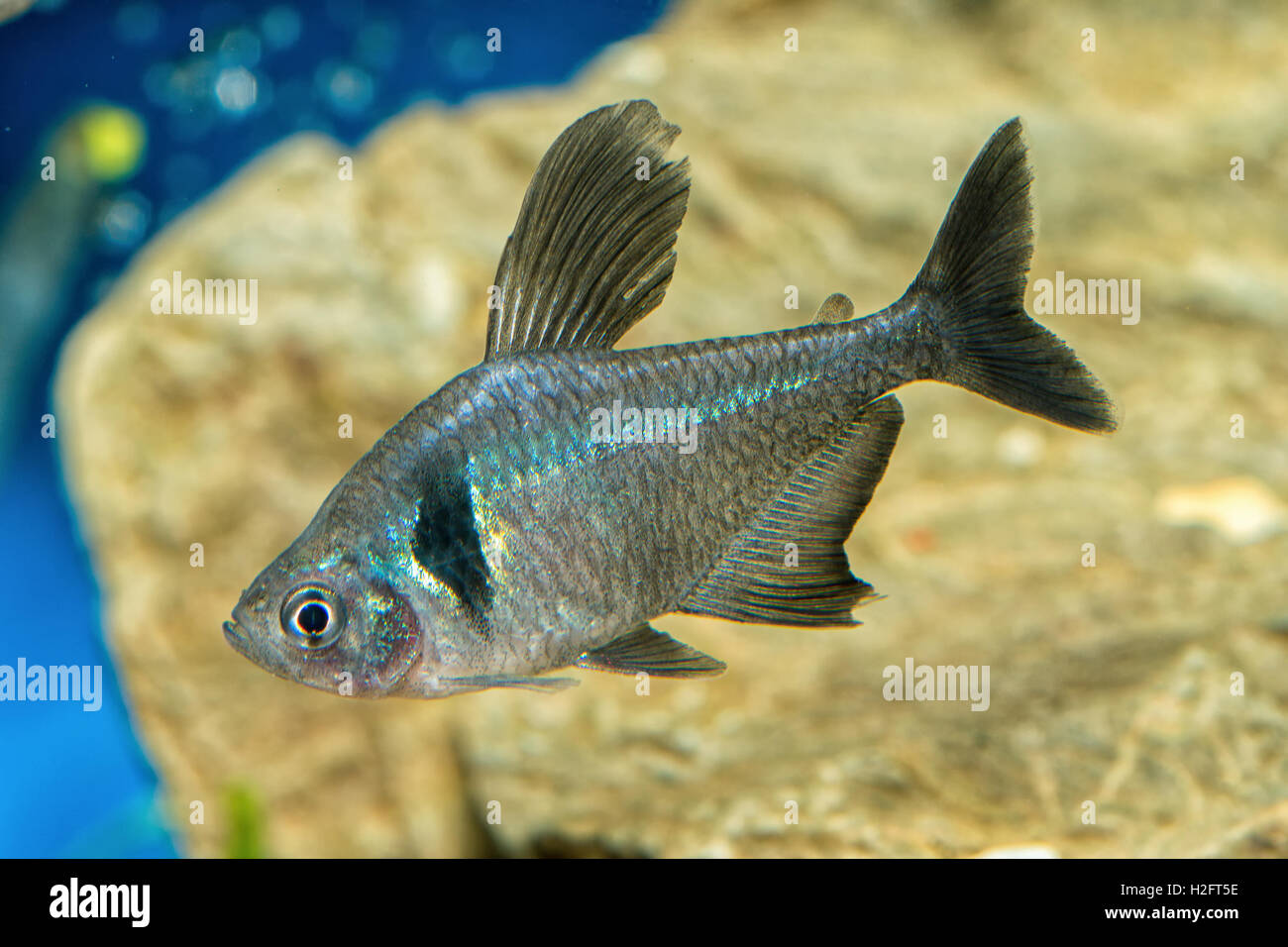 Portrait of freshwater tetra fish (Hyphessobrycon megalopterus) in aquarium Stock Photo