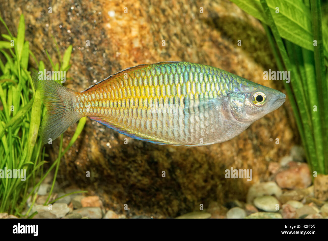 Portrait of freshwater rainbowfish (Melanotaenia boesemani) in aquarium Stock Photo