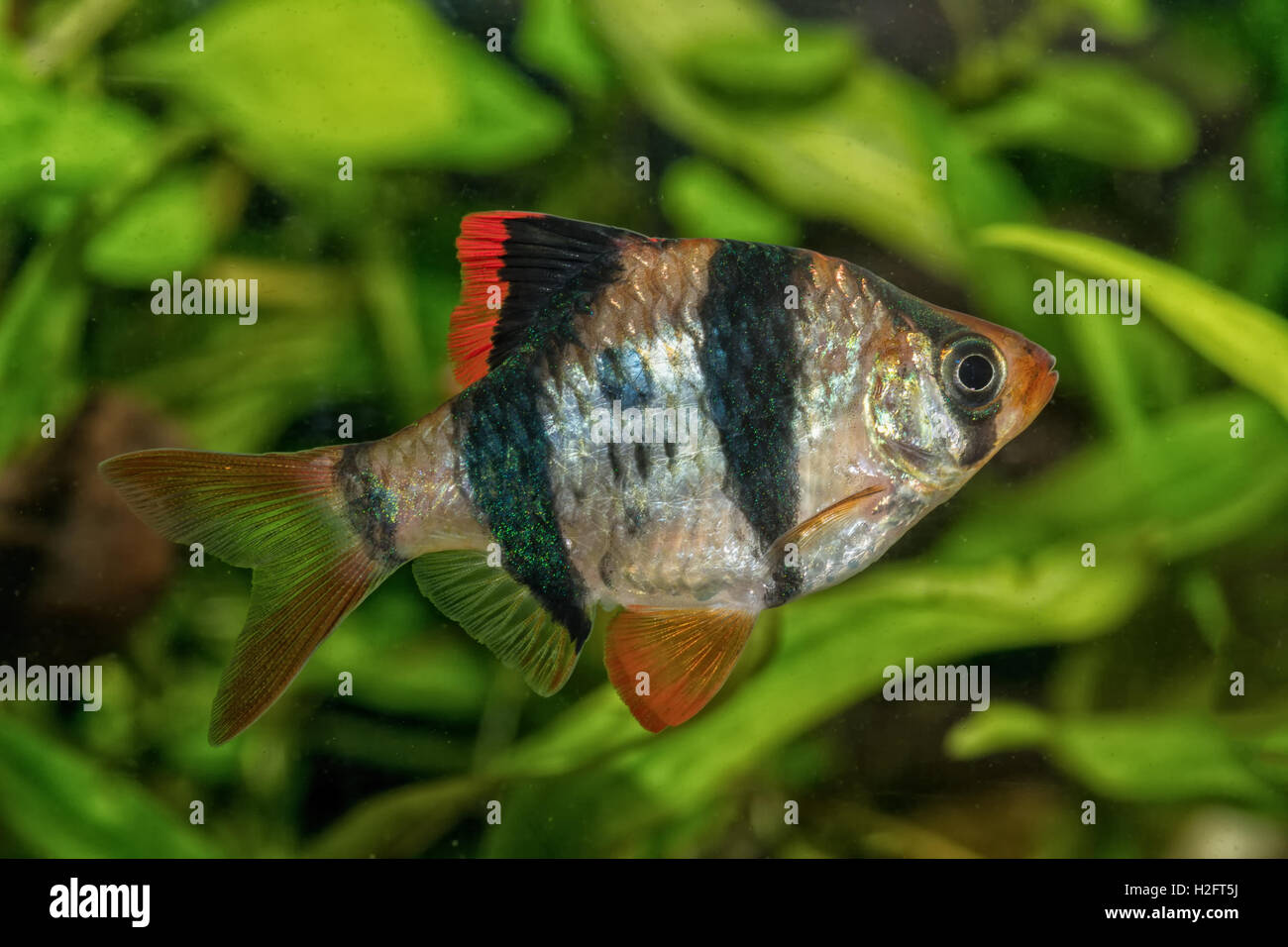 Portrait of freshwater barb fish (Puntius tetrazona) in aquarium Stock Photo