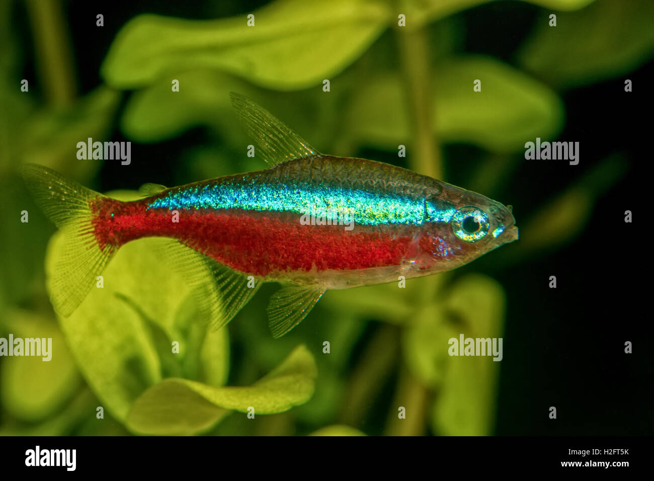 Portrait of freshwater neon tetra fish (Paracheirodon axelrodi) in aquarium Stock Photo