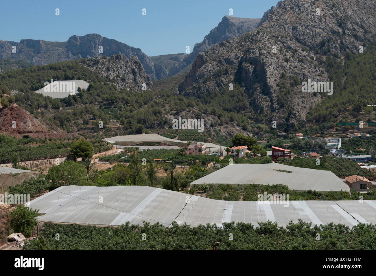 Medlar plantation (Mespilus germania) under nets to protect the fruits, province of Alicante, Spain Stock Photo