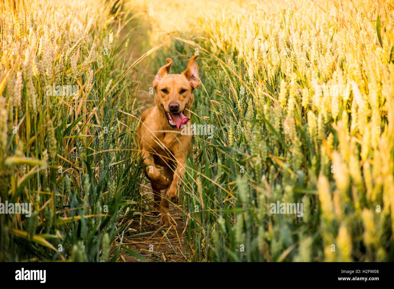 labrador running through the crop Stock Photo