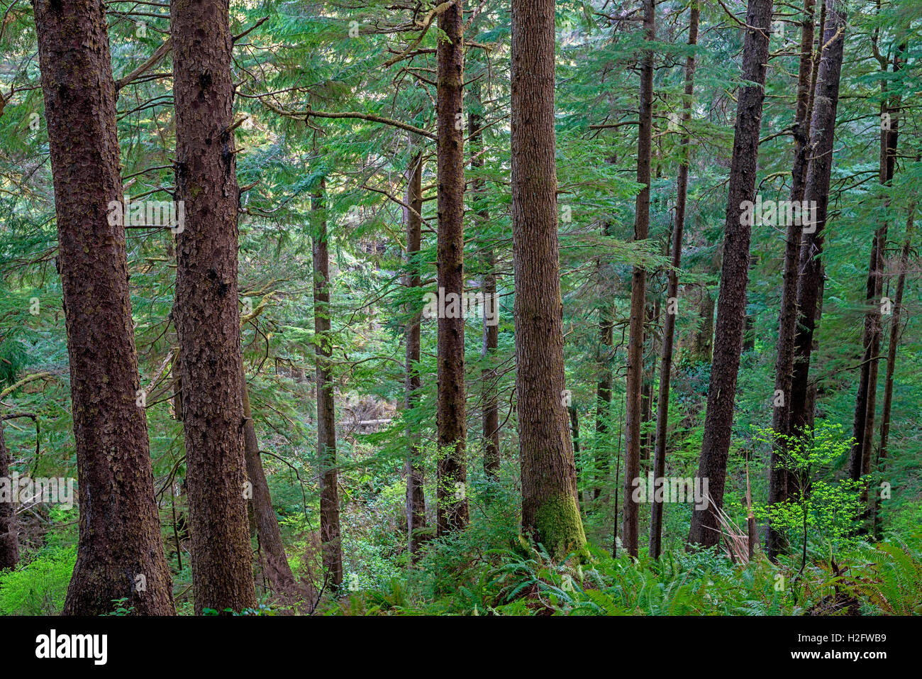 USA, Oregon, Oswald West State Park. Coastal rainforest of Sitka spruce and western hemlock. Stock Photo