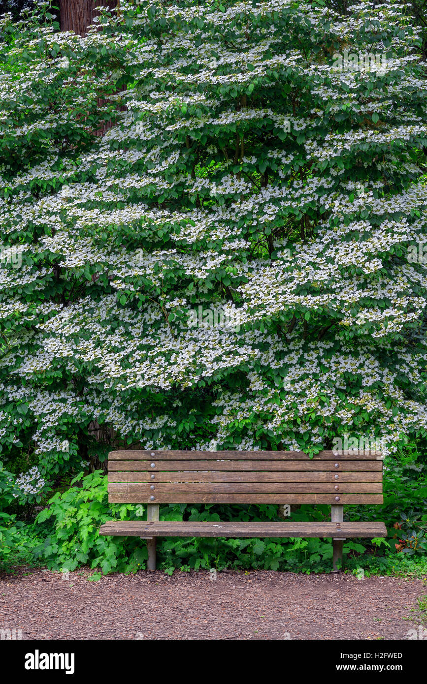 USA, Oregon, Portland, Crystal Springs Rhododendron Garden, White blossoms of viburnum in bloom and park bench. Stock Photo