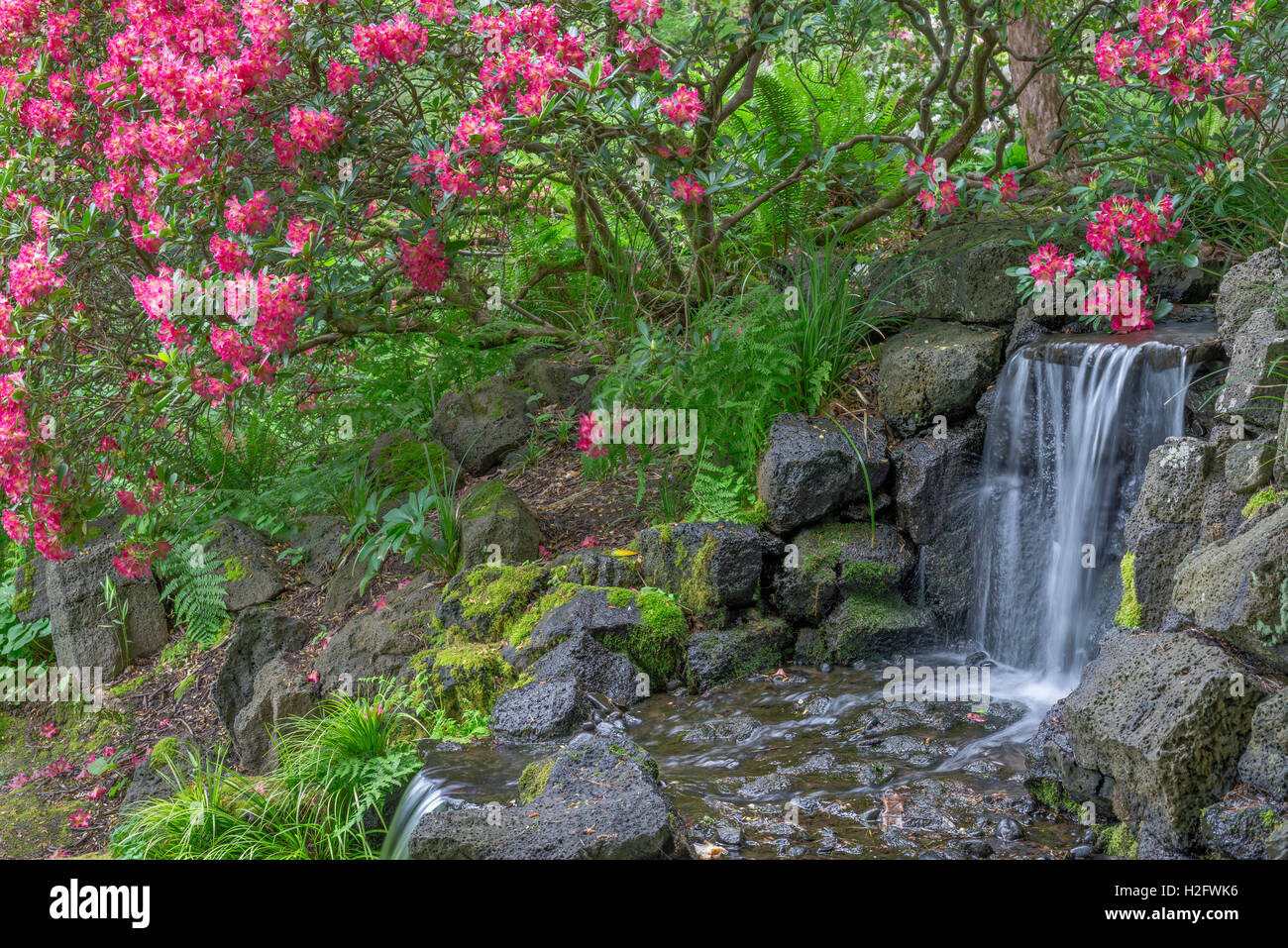 USA, Oregon, Portland, Crystal Springs Rhododendron Garden, Light red blossoms of rhododendrons in bloom alongside waterfall. Stock Photo