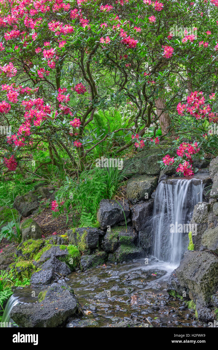 USA, Oregon, Portland, Crystal Springs Rhododendron Garden, Light red blossoms of rhododendrons in bloom alongside waterfall. Stock Photo
