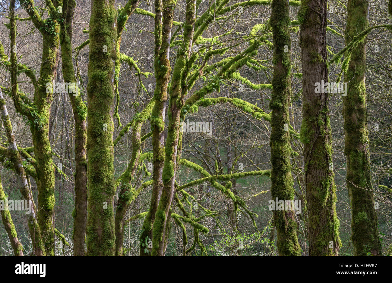 USA, Oregon, Tryon Creek State Natural Area, Lush moss and ferns growing on bigleaf maple and red alder trees in spring. Stock Photo