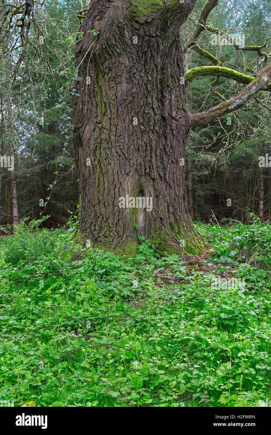 USA, Oregon, Willamette Mission State Park, Oregon white oak (Quercus garryana) and spring-green understory vegetation. Stock Photo
