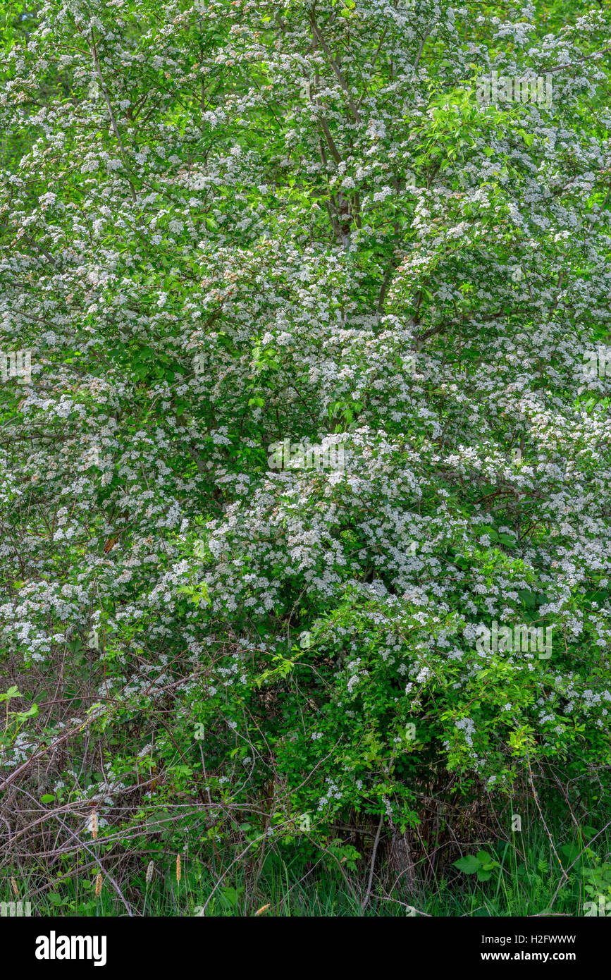 USA, Oregon, Sauvie Island Wildlife Area, Black hawthorn (Crataegus