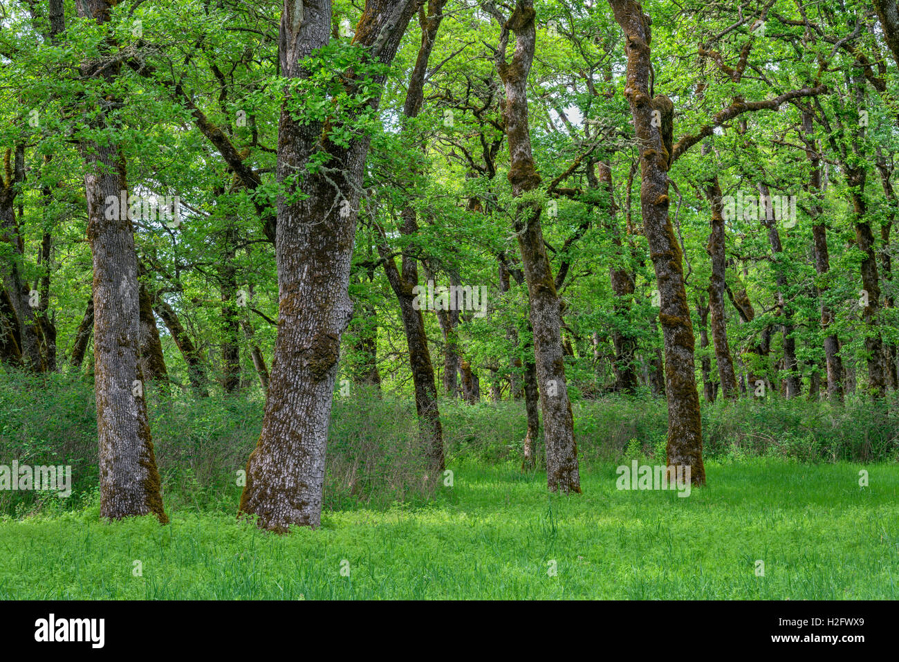 USA, Oregon, Sauvie Island Wildlife Area, Grove of Oregon white oak