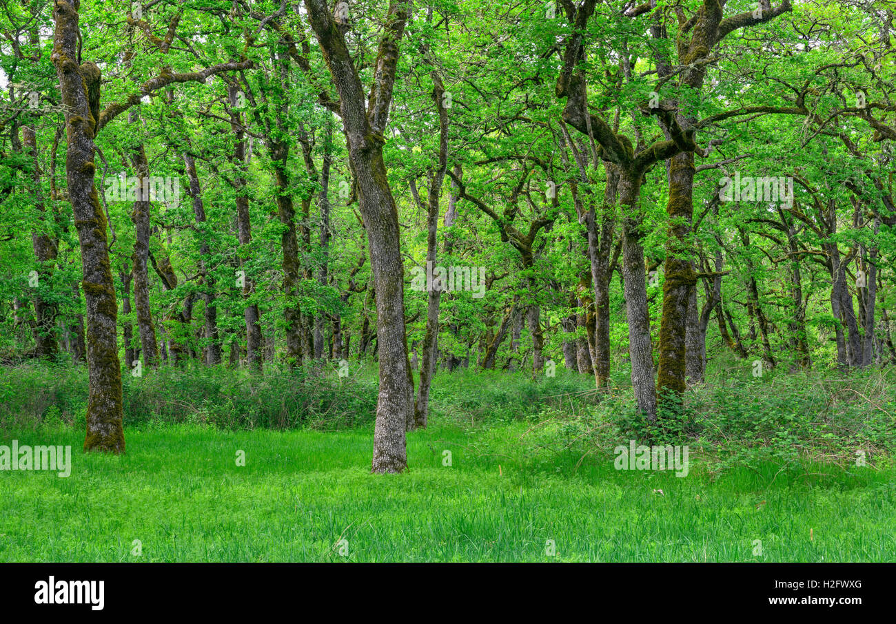 USA, Oregon, Sauvie Island Wildlife Area, Grove of Oregon white oak