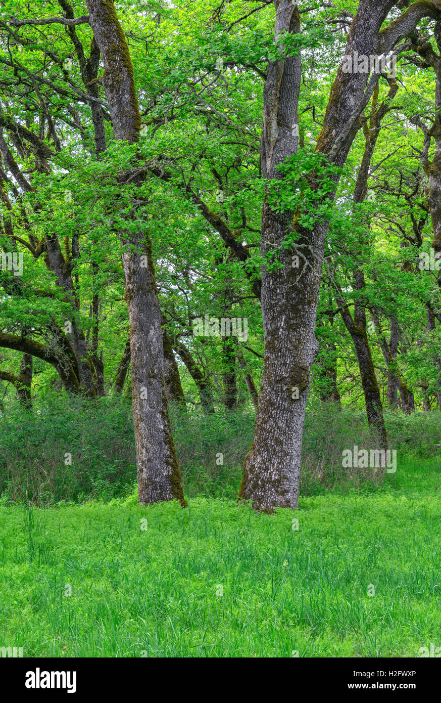 USA, Oregon, Sauvie Island Wildlife Area, Grove of Oregon white oak