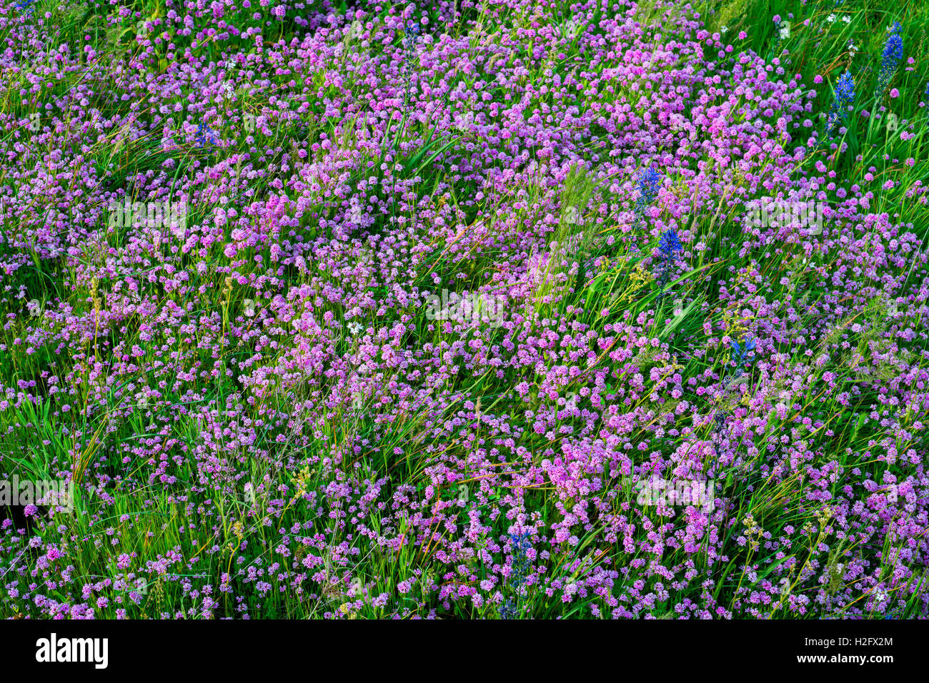 USA, Washington, Columbia River Gorge National Scenic Area, Rosy plectritis and common camas bloom in Catherine Creek area. Stock Photo
