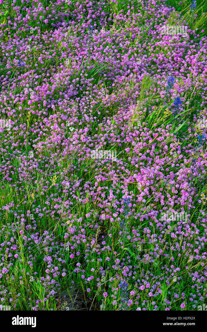 USA, Washington, Columbia River Gorge National Scenic Area, Rosy plectritis and  common camas bloom in Catherine Creek area. Stock Photo