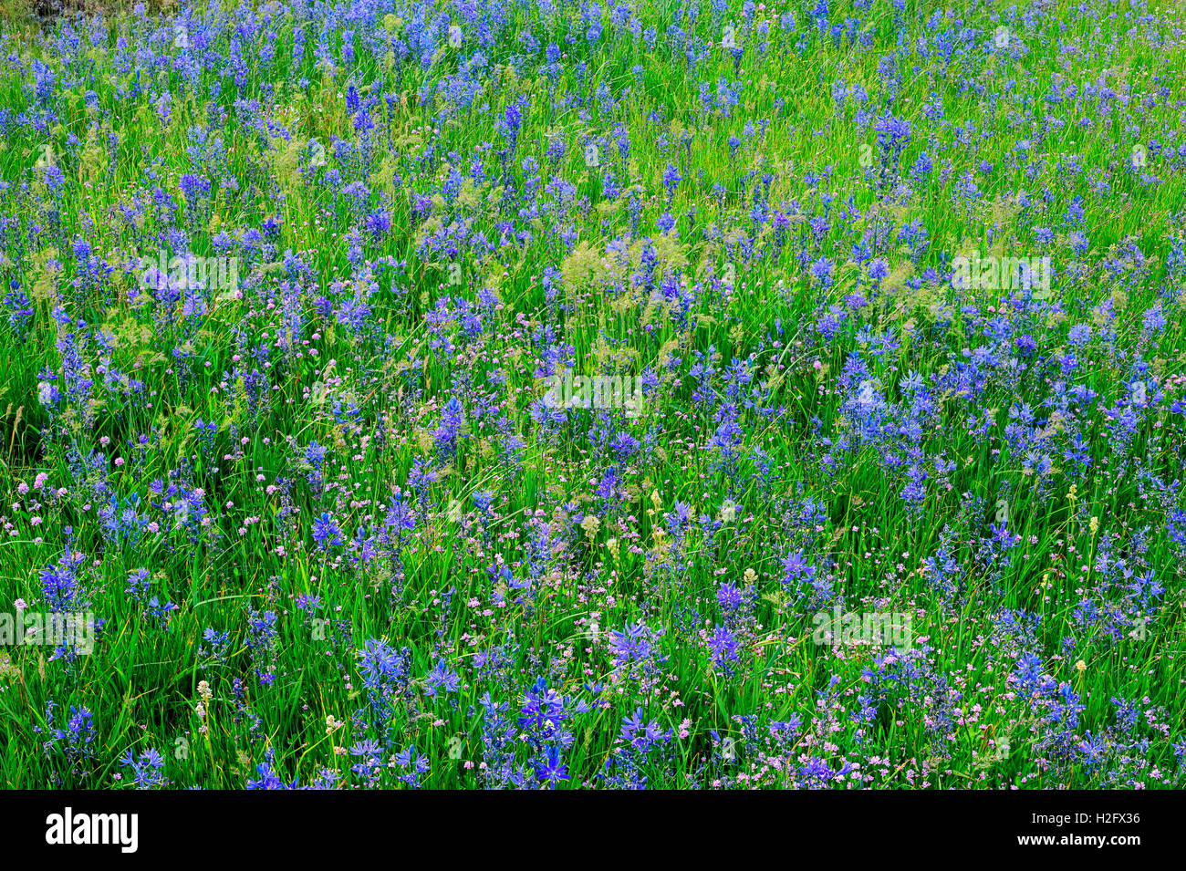 USA, Washington, Columbia River Gorge National Scenic Area, Common camas bloom in Catherine Creek area. Stock Photo