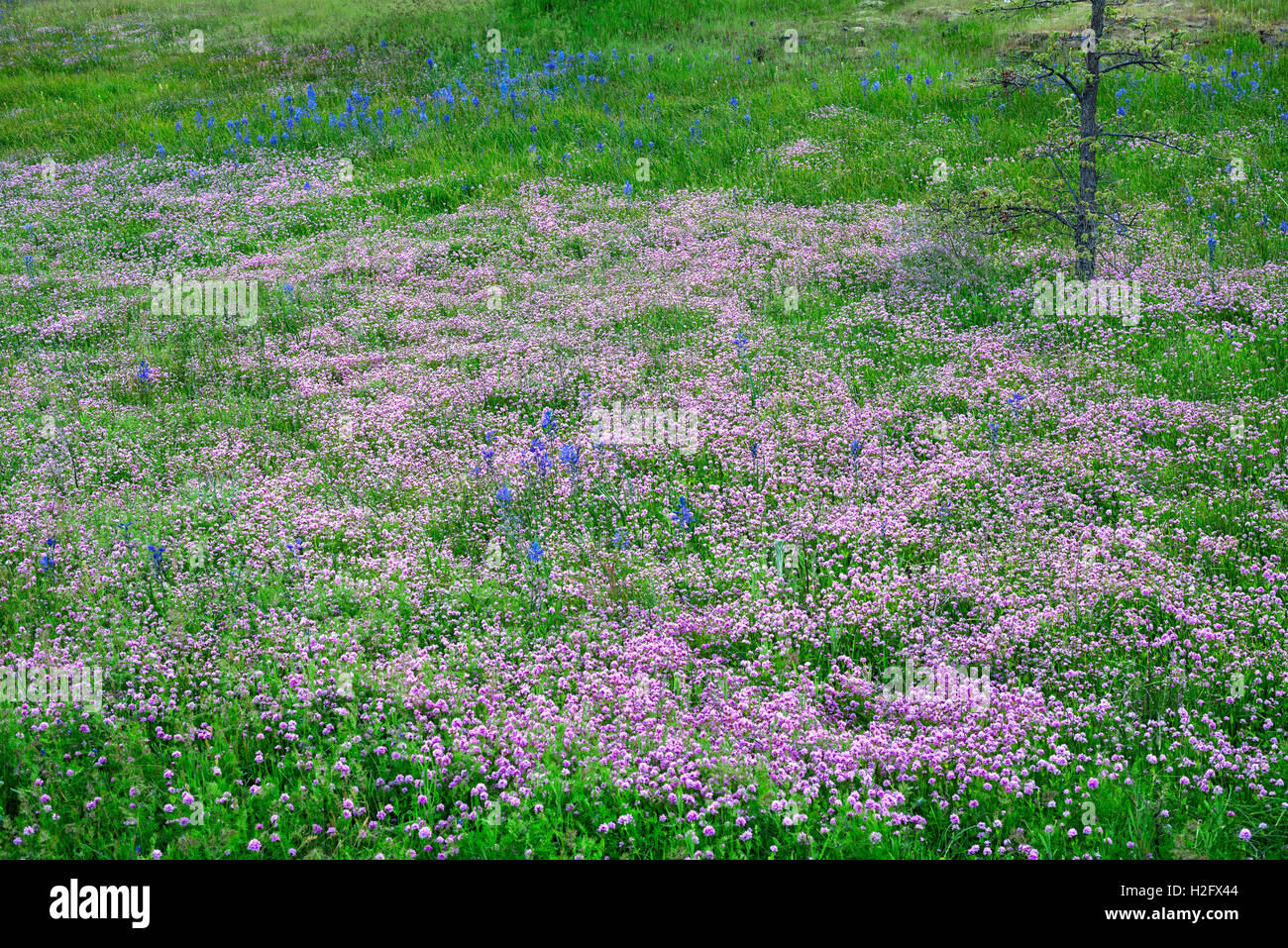 USA, Washington, Columbia River Gorge National Scenic Area, Rosy plectritis and scattered common camas bloom in Catherine Creek Stock Photo