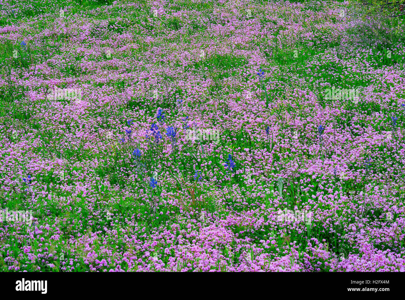 USA, Washington, Columbia River Gorge National Scenic Area, Rosy plectritis and common camas bloom in Catherine Creek area. Stock Photo