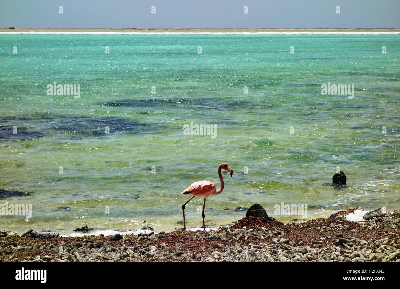 Pink flamingo birds in the turquoise sea in Bonaire Stock Photo