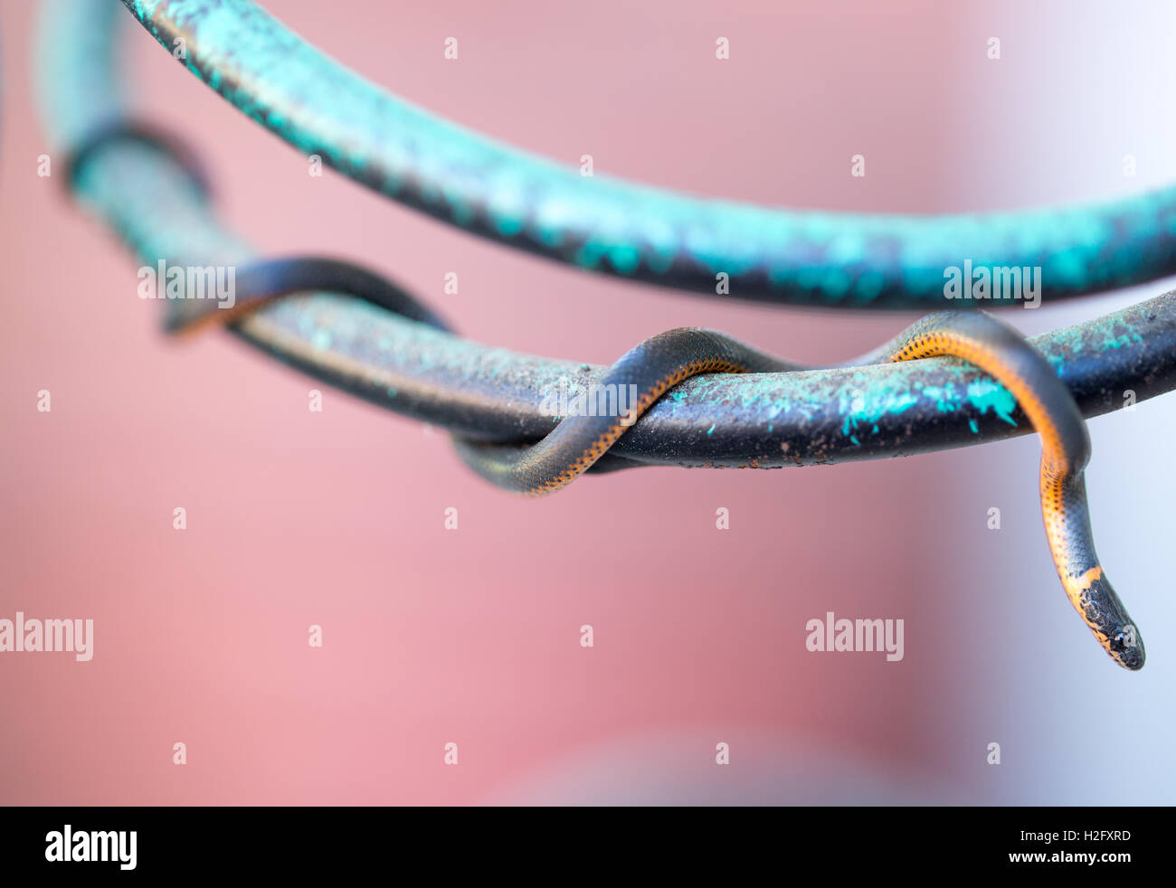 Underside of snake hi res stock photography and images Alamy