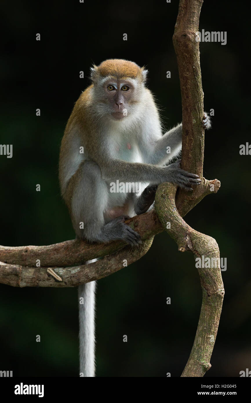 A long-tailed macaque (Macaca fascicularis) sits on a large vine ...