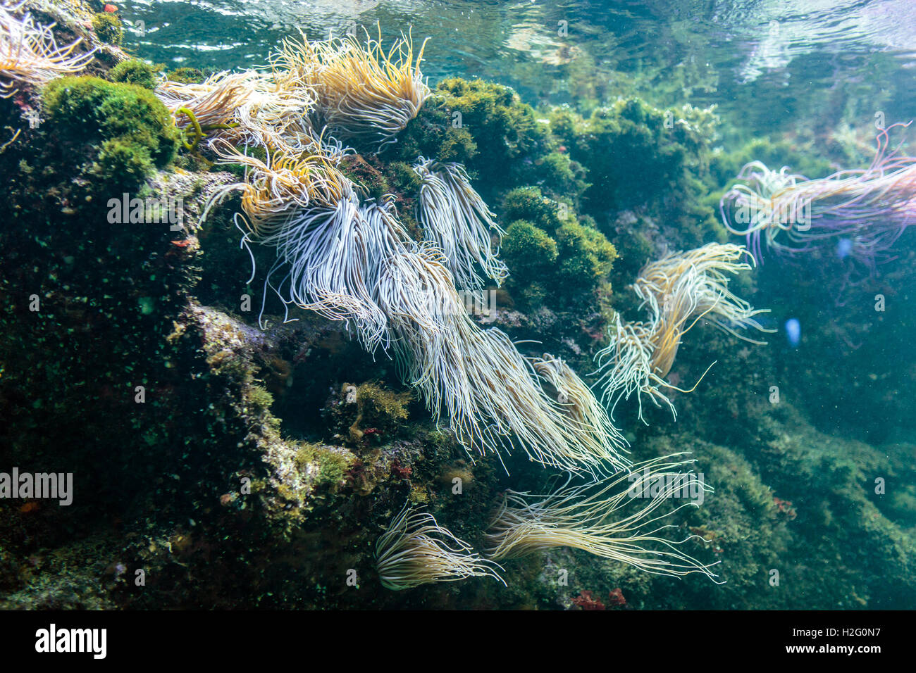 Reef ecosystem underwater with snakelocks anemone and plants Stock Photo