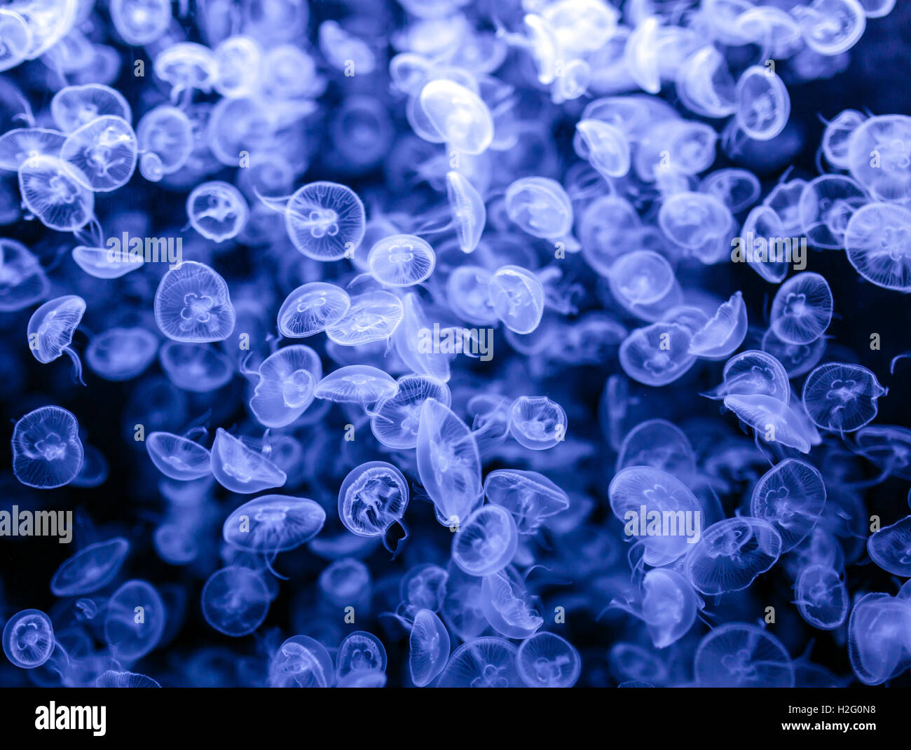 Group of many small jellyfish (Aurelia Aurita) drifting Stock Photo