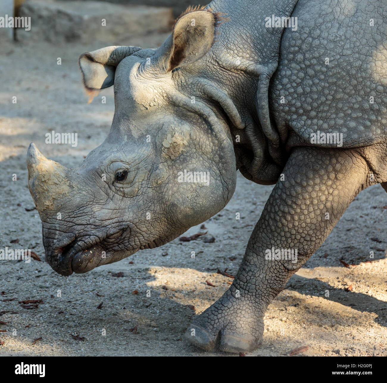 Closeup of the profile of a white rhino Stock Photo