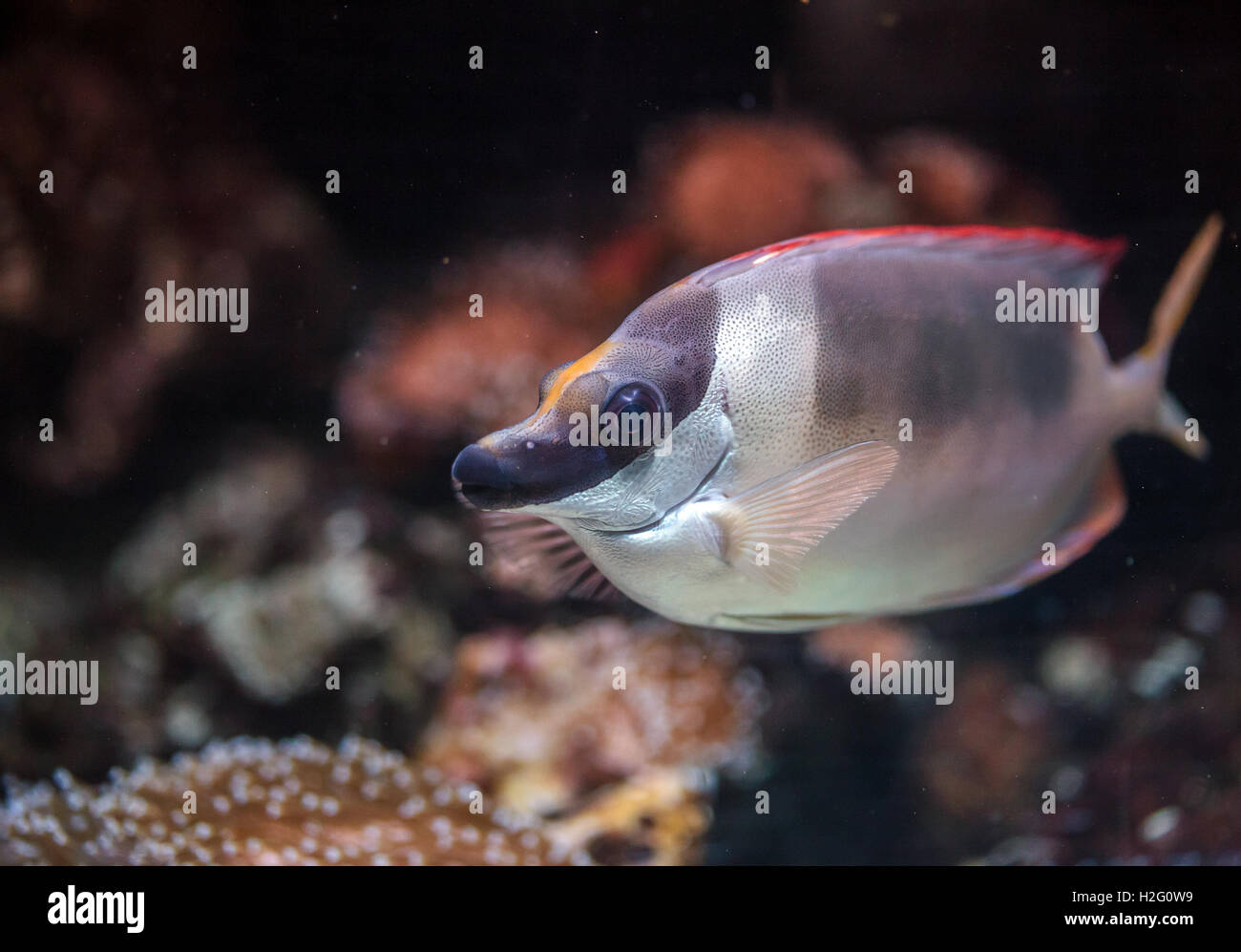 Closeup of a tang reef fish with selective focus Stock Photo