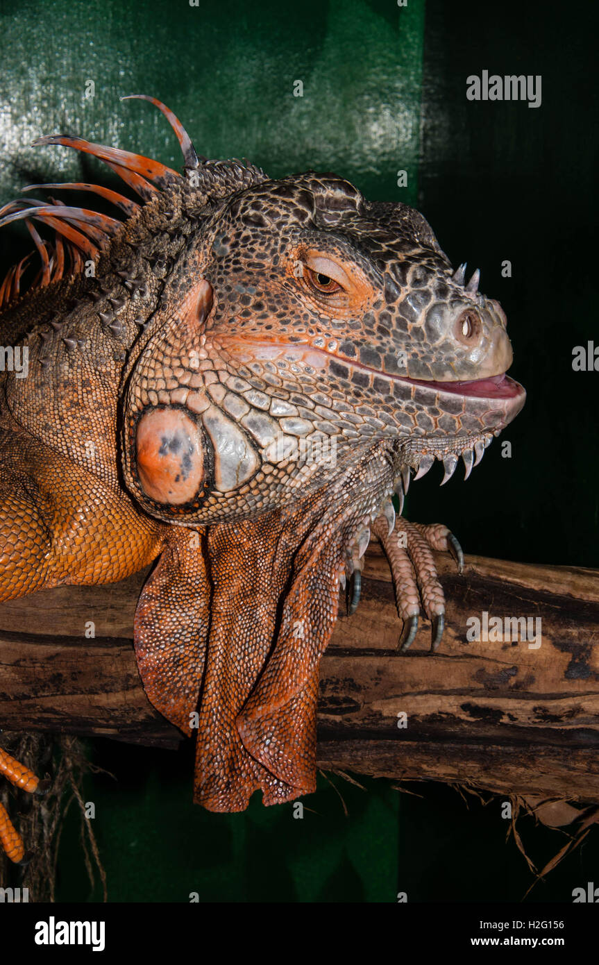 Red iguana a large lizard herbivore animal Stock Photo Alamy