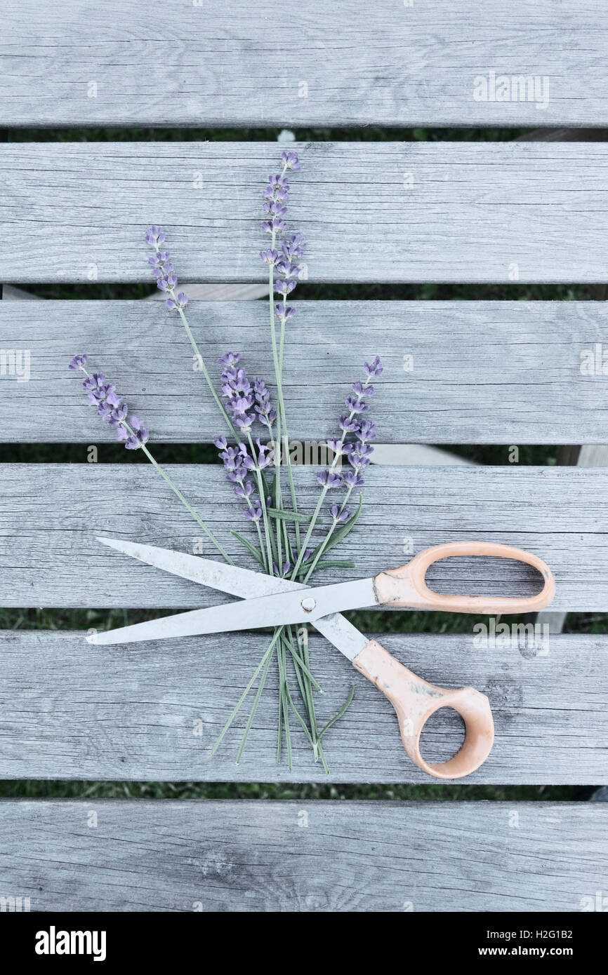 Lavender flowers and scissors on garden table. Still life with top view. Stock Photo