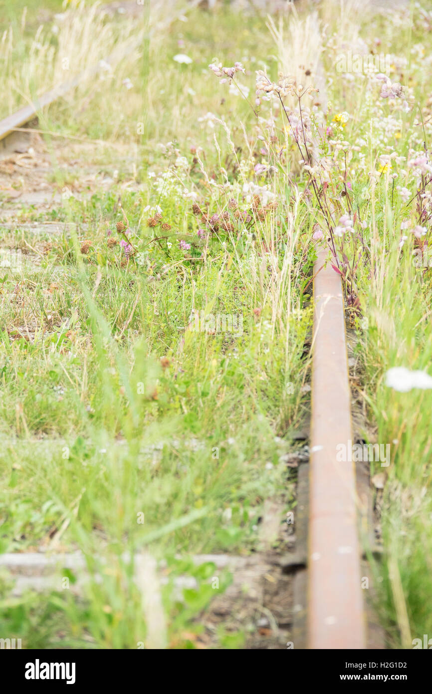 Old railroad tracks and nature in close up. Grass and flowers growing by the track. Concept of summer and transportation. Stock Photo