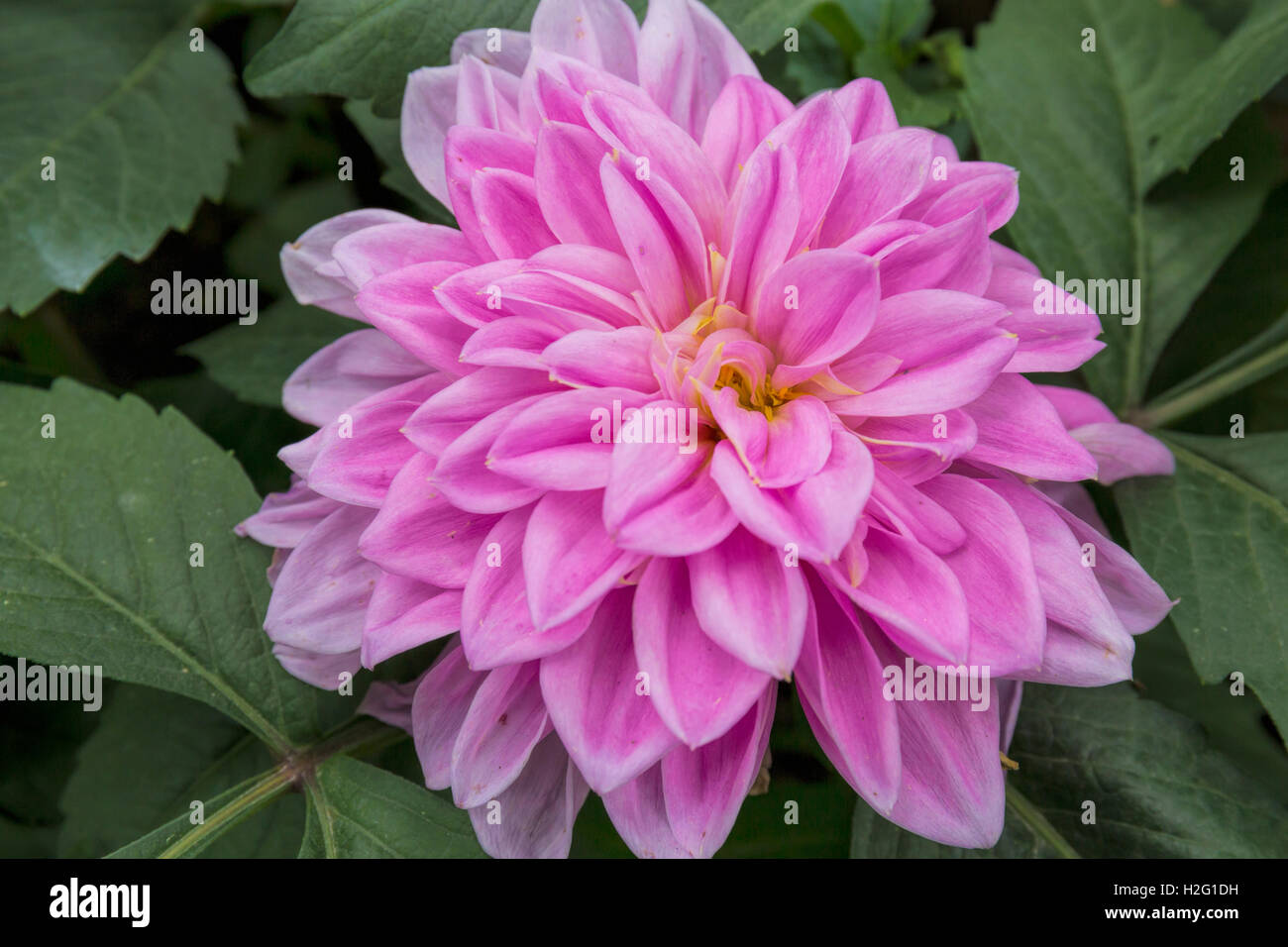 Dahlia Close High Resolution Stock Photography and Images - Alamy