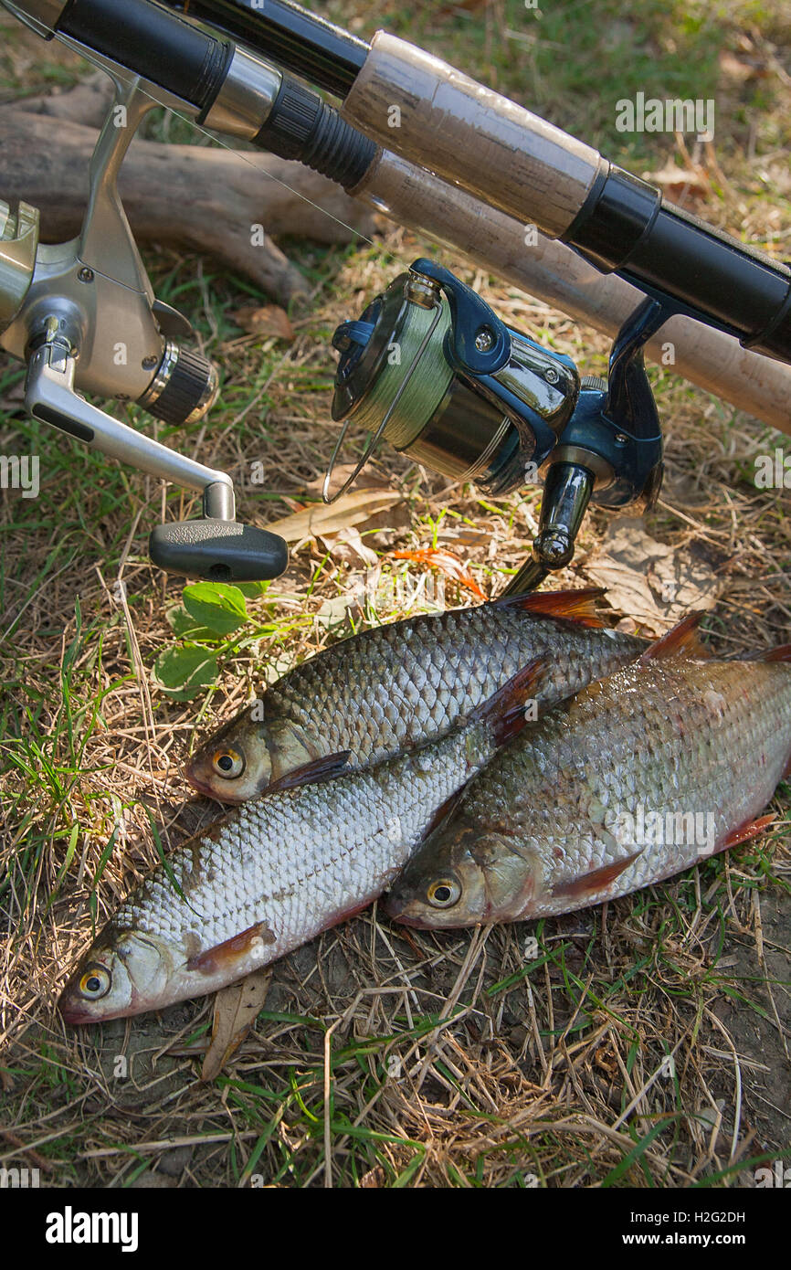 Carp carp fishing hi-res stock photography and images - Page 4 - Alamy