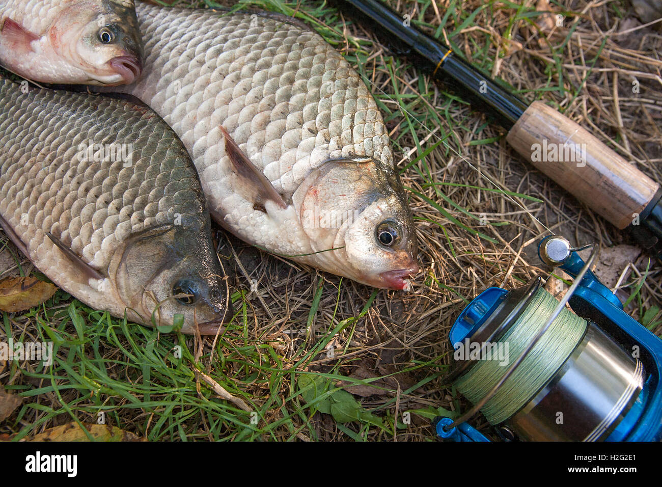 Close up fishing rod reel hi-res stock photography and images - Page 15 -  Alamy