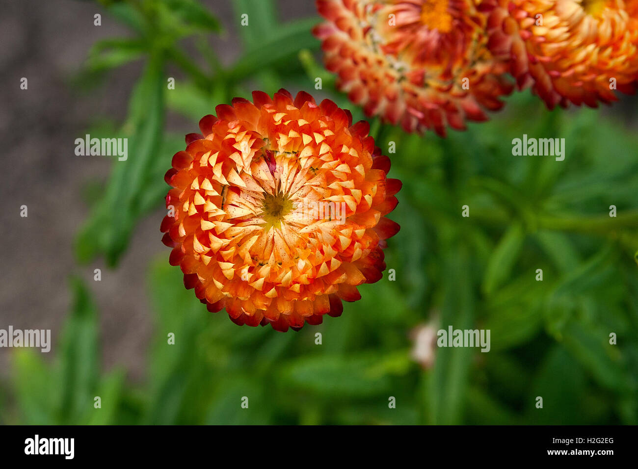 Helichrysum or Straw flower in outdoor garden. Straw flowers, scientific name is Helichrysum bracteatum. Stock Photo