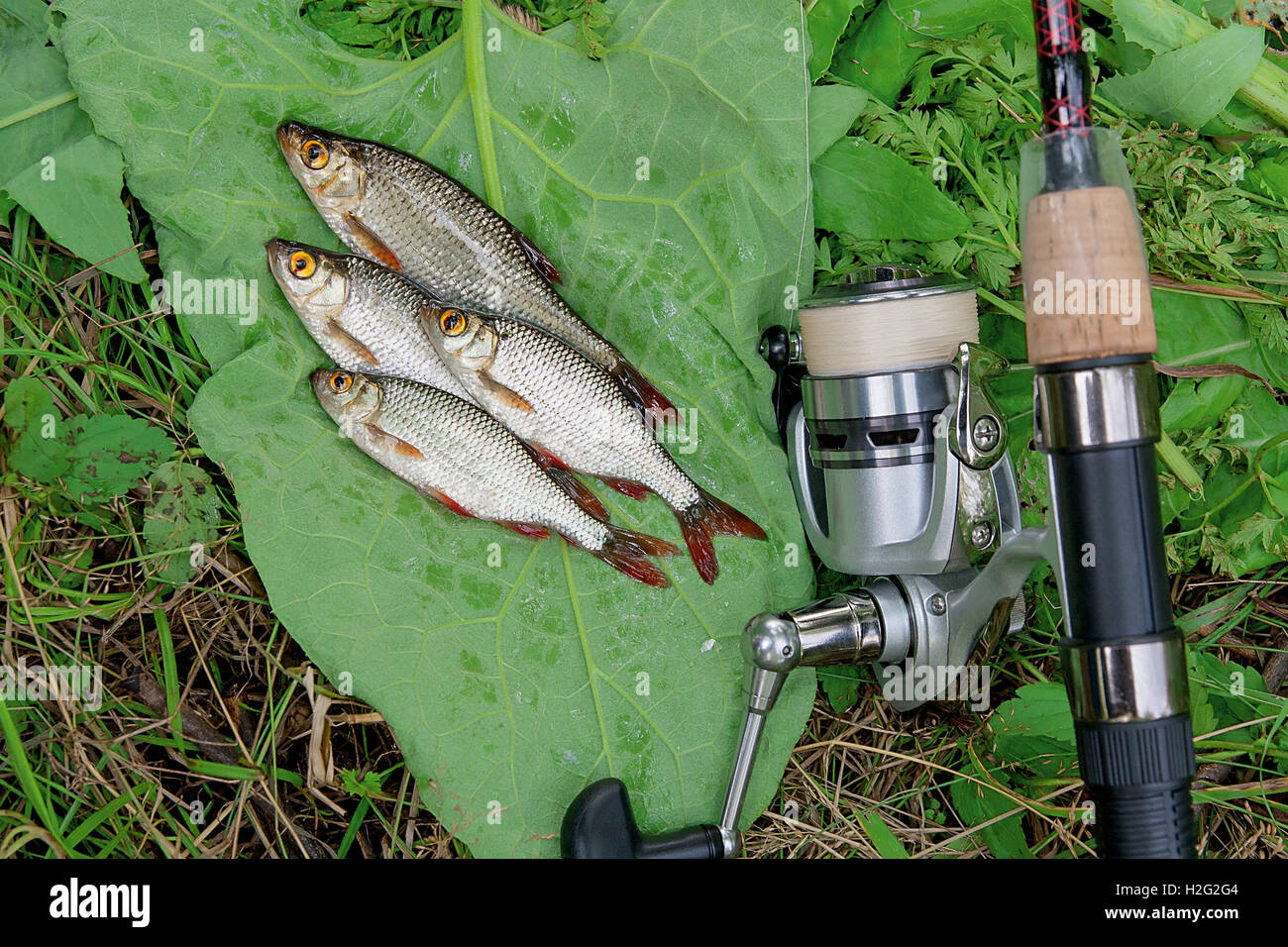 Fishing reel fishing reel hi-res stock photography and images - Page 4 -  Alamy