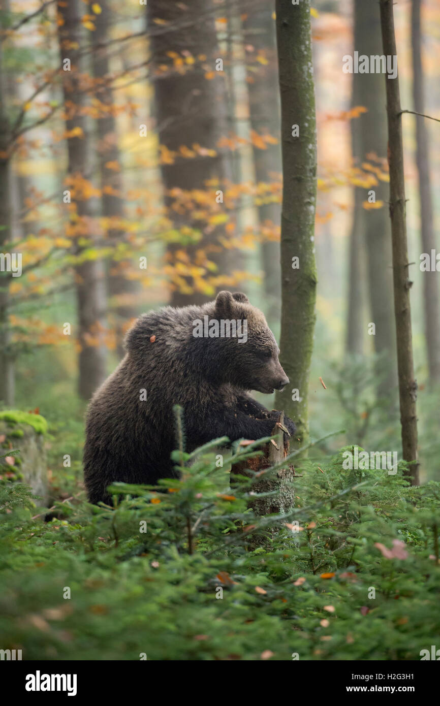 European Brown Bear / Europ. Braunbaer ( Ursus arctos ), young cub, stands upright in the undergrowth of autumnal colored woods. Stock Photo