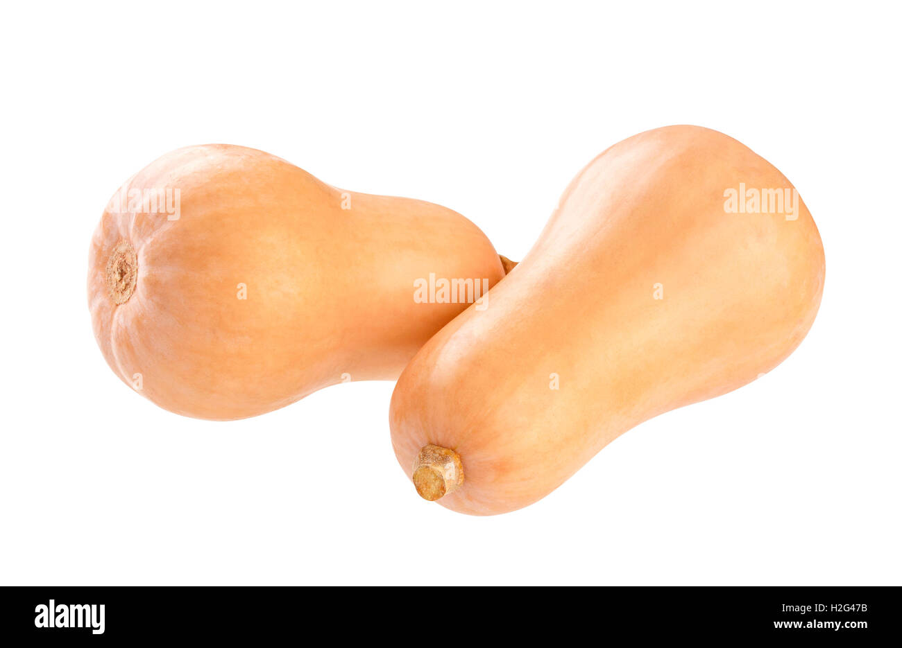 Butternut squash isolated on a white background Stock Photo