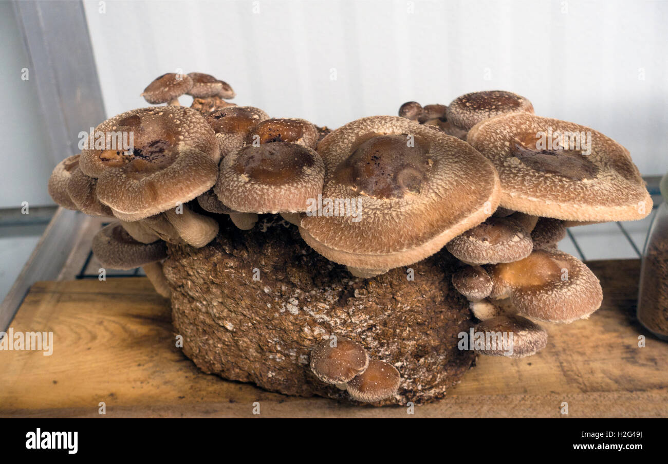 Phillips mushroom farm museum Square PA Stock Photo Alamy