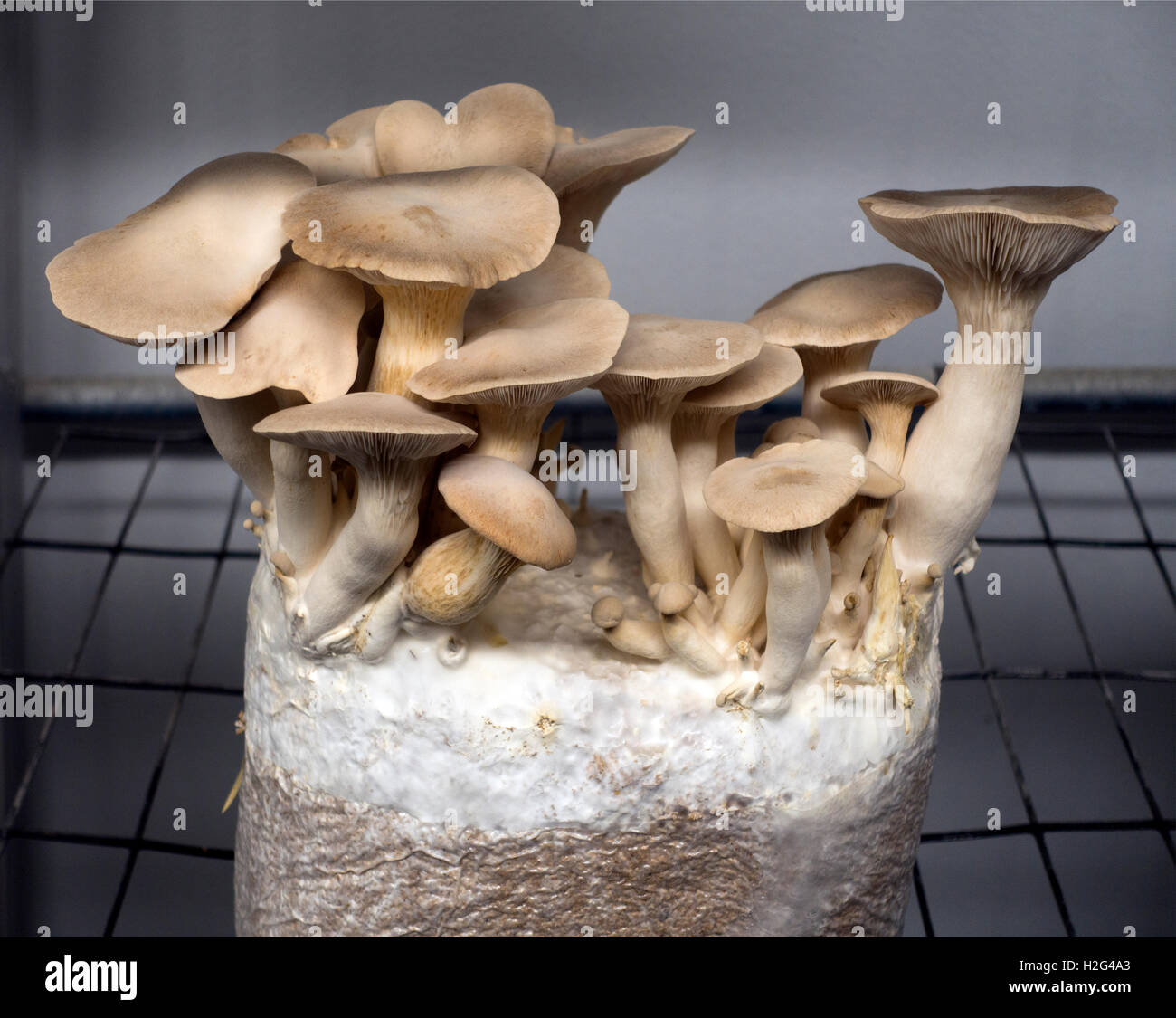 Phillips mushroom farm museum Square PA Stock Photo Alamy