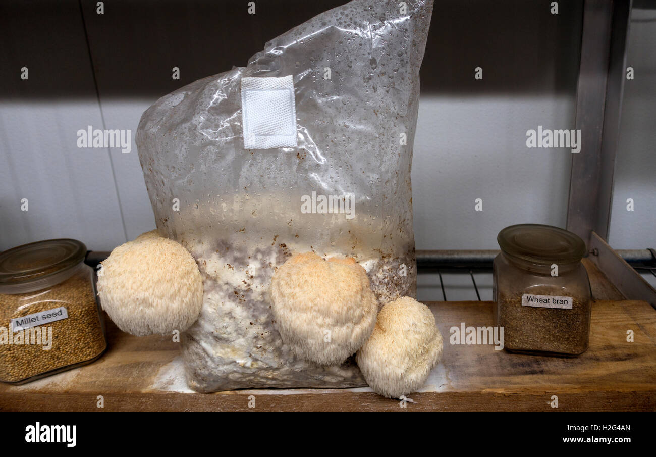 Monkeys head mushroom hires stock photography and images Alamy