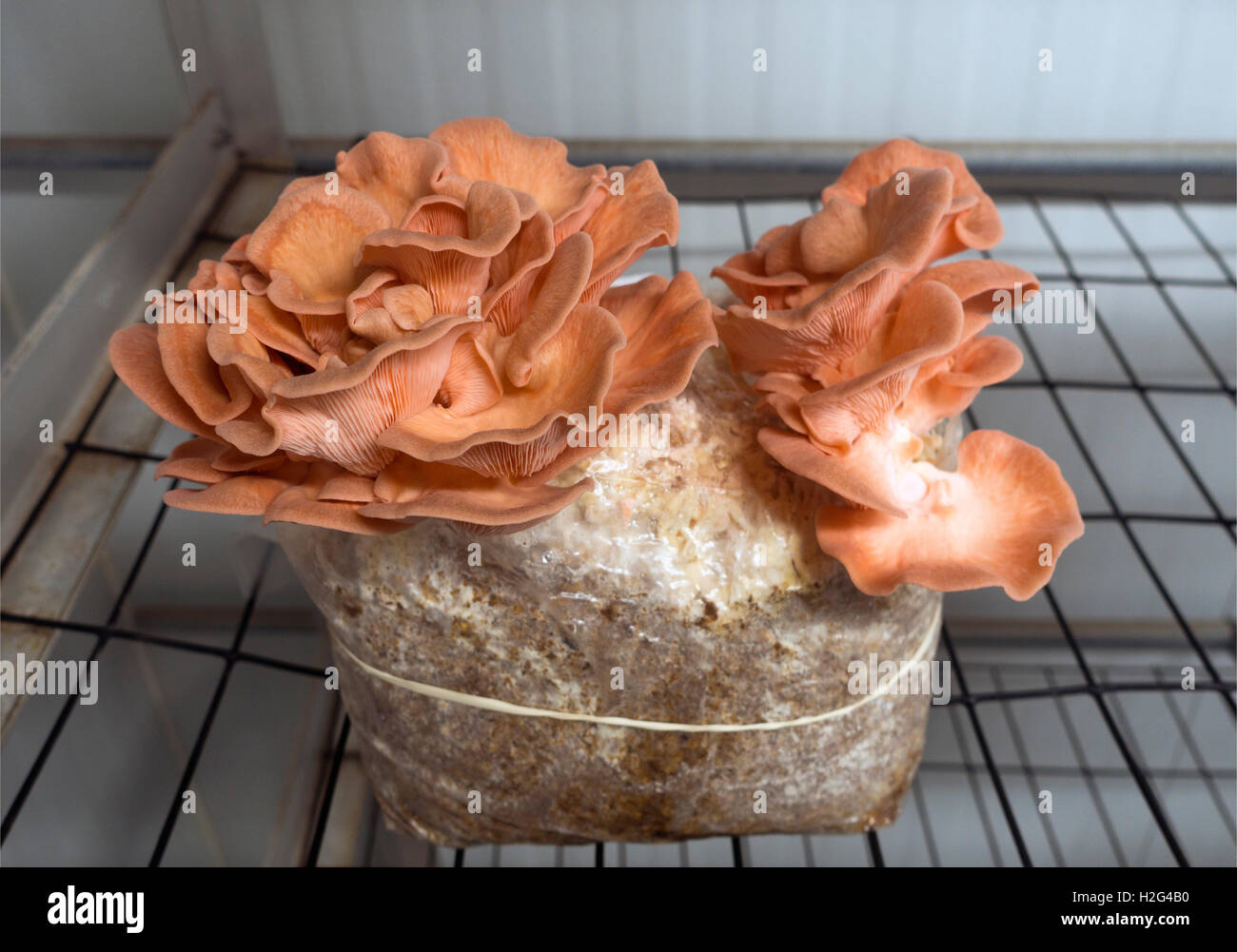 Phillips mushroom farm museum Square PA Stock Photo Alamy