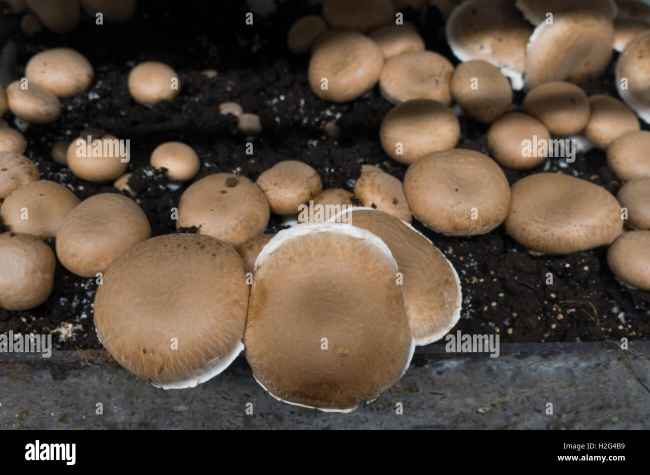 Phillips mushroom farm museum Square PA Stock Photo Alamy