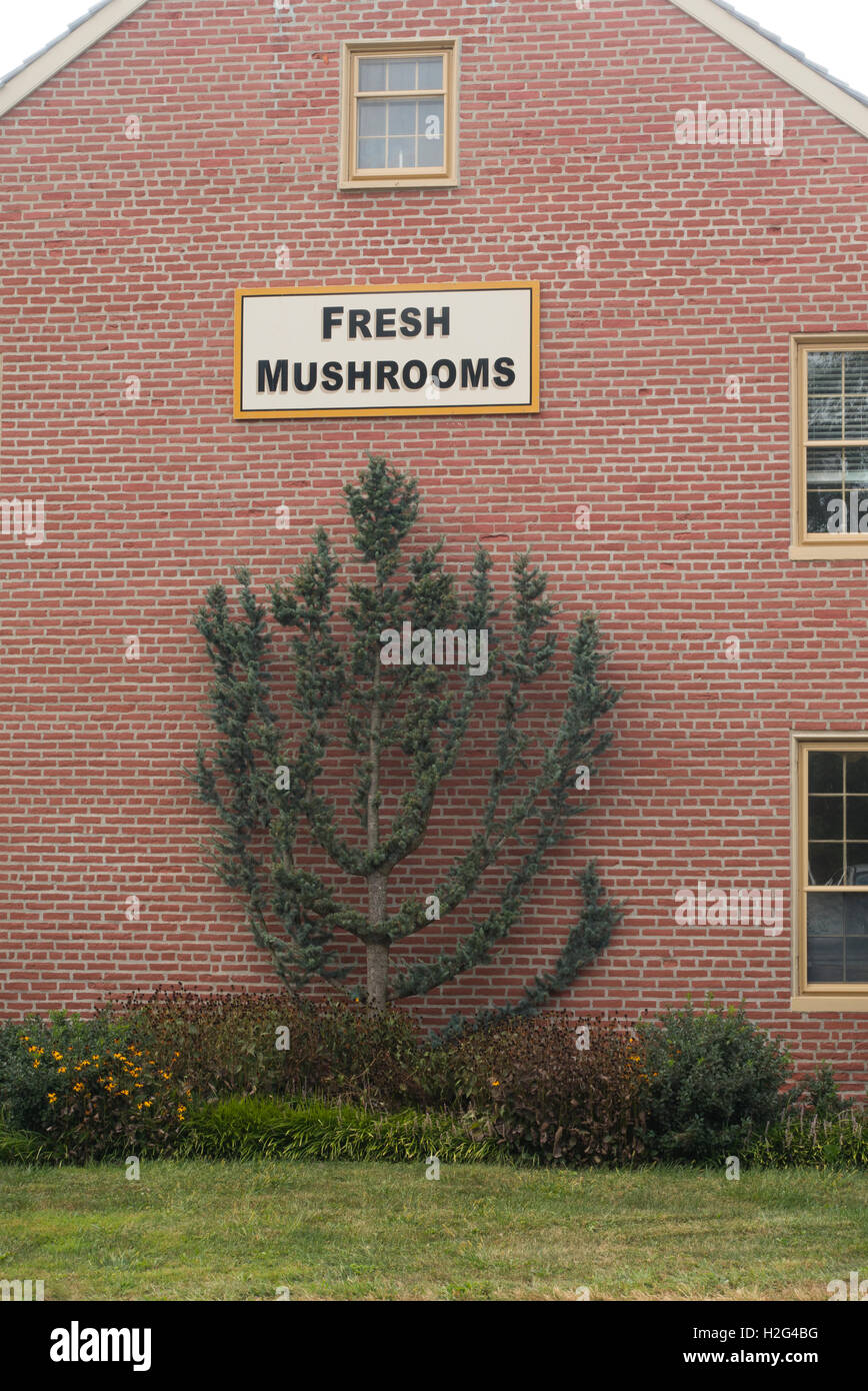 Phillips mushroom farm Square PA Stock Photo Alamy