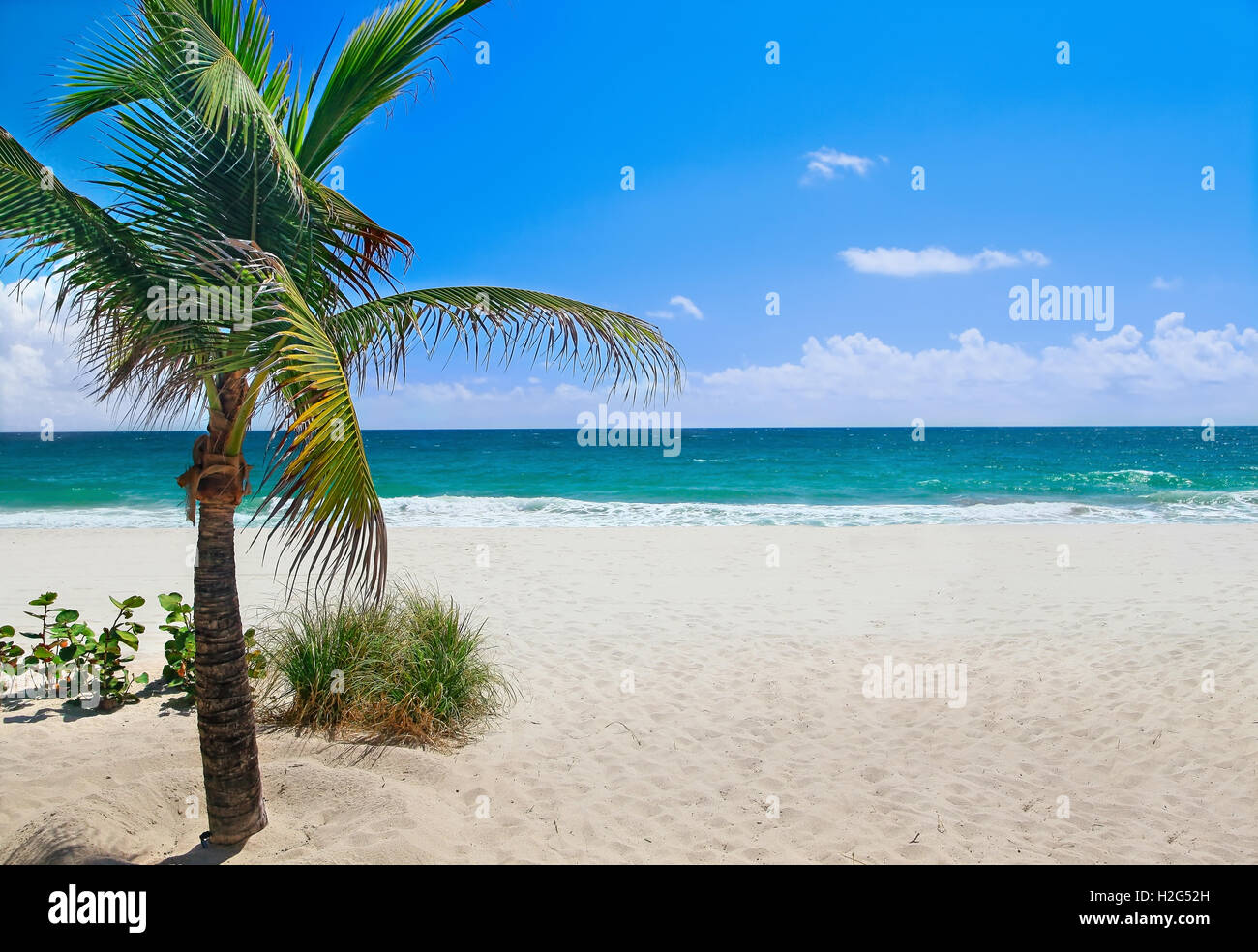 Tropic palm tree hi-res stock photography and images - Alamy