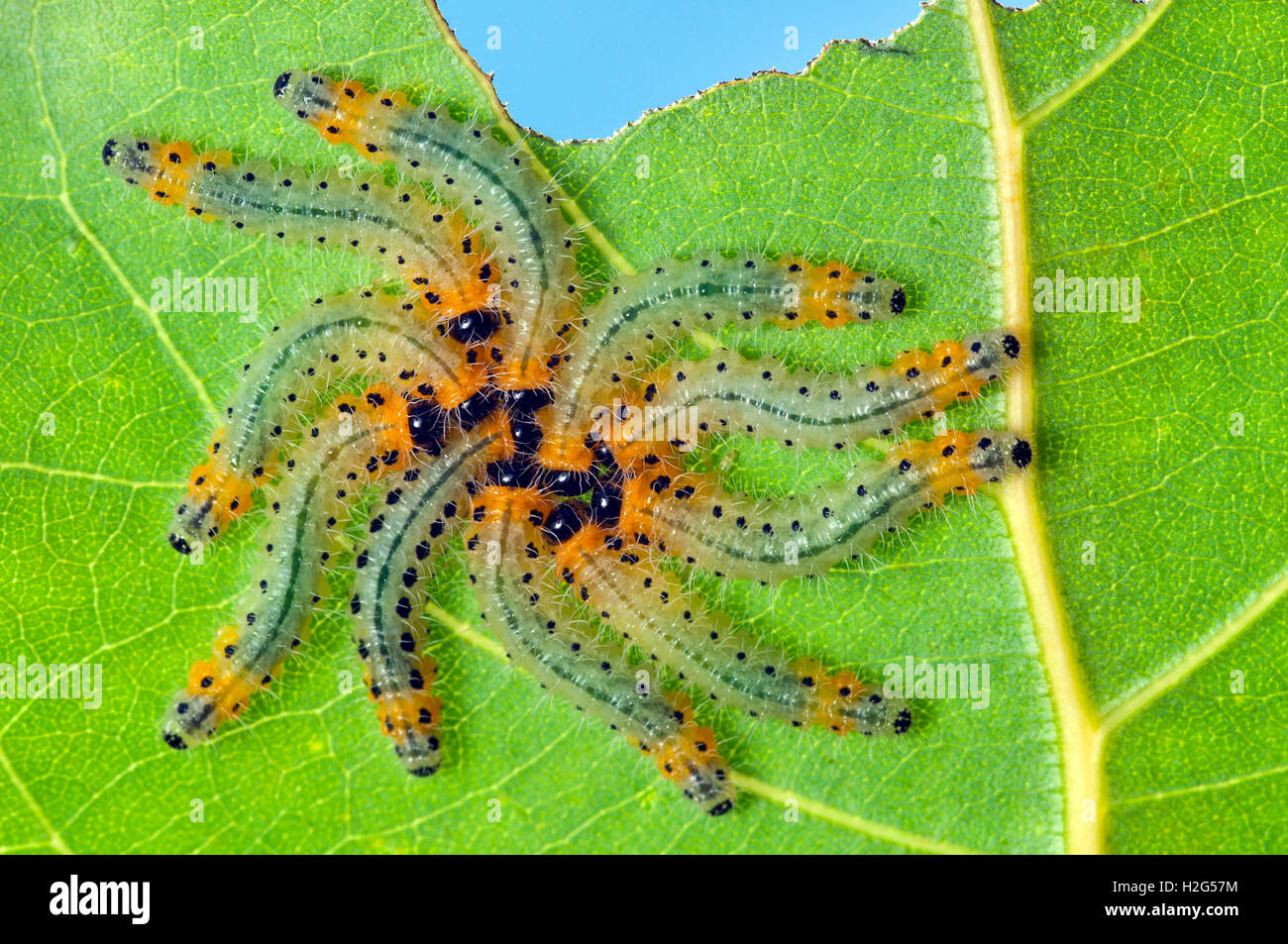 Poplar Sawfly larvae resting to mimic a spider (Cladius Grandis) Stock Photo